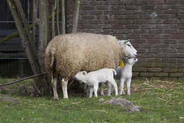 Fototapeta premium ewe in grass near barn and two lambs