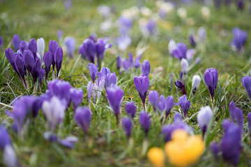 Naklejka premium Purple and White Crocus