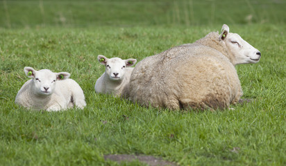 Naklejka na ściany i meble ewe number lies in grass of meadow with two lambs