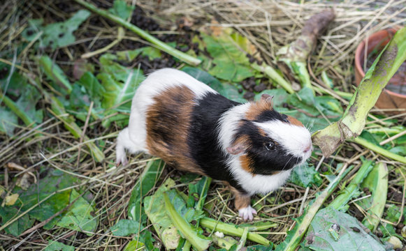 Cute guinea pig, a popular household pet.