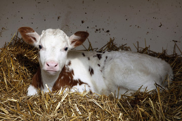 Obraz premium red and white calf lies in shelter on straw