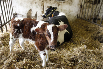 black cow and red calf in straw of barn on dutch organic farm