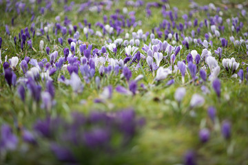 Field of Crocus
