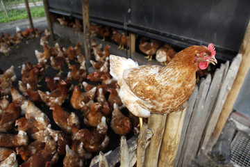 one brown chicken on wooden fence and others in the background on the ground