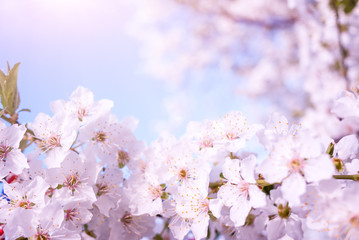 Spring nature background with cherry blossom