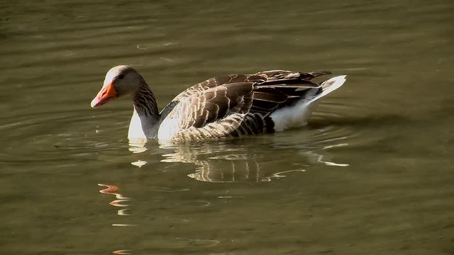Eine russische Gans im seichten Gew&auml;sser der Raab bei Gleisdorf (Steiermark)