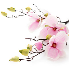 Fototapeta na wymiar magnolia flowers