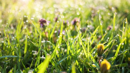 Spring nature background with blurred green grass