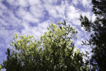 Mountain forest