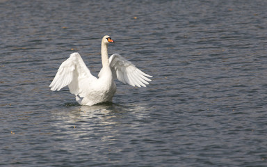 Obraz premium White swan on the lake in autumn