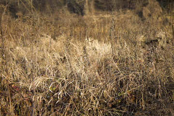 Fototapeta premium Dry meadow weeds