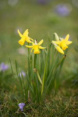 Wild Daffodils