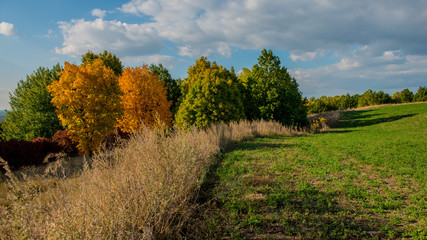 Field and trees in autumn, rustic landscape. Panorama.