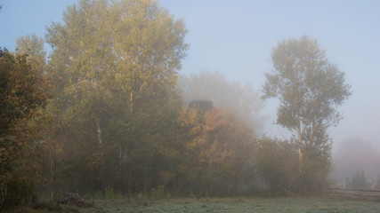 misty morning in autumn, a rustic landscape. Panorama.