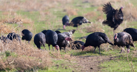 farm turkeys outdoors