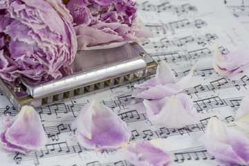 Withered pink peonies with harmonica are on the musical notes with many petals