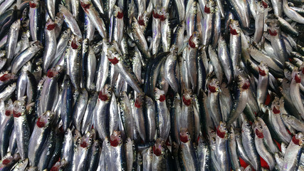 Obraz premium Fish market