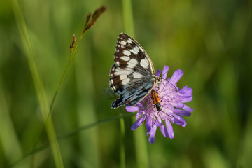 Fototapeta na wymiar Color butterfly on meadow wild flower on summer
