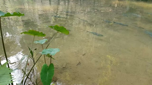 soro brook carp at Tham Pla in Pha Sua National Park