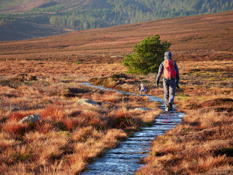 A hiker and their dog walking in the Northumberland countryside, Simonside near Rothbury, England, UK.