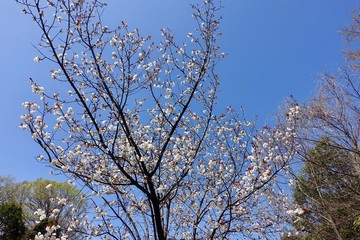 多摩のさくら