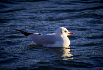 A black headed gull on a lake with winter, non breeding plumage, England, UK.