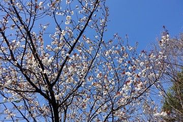 多摩のさくら