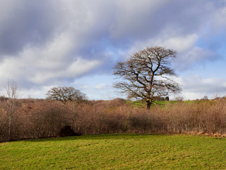 The bare branches of a tall tree in the English Countryside, UK.