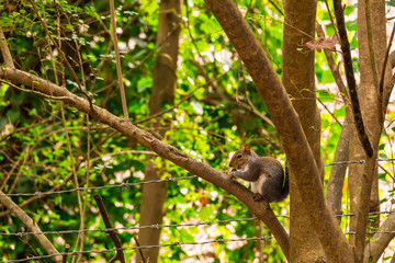 Squirrel eats an acorn sitting on the tree.