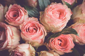 Beauty roses close up. Shallow depth of field. Toned image. - obrazy, fototapety, plakaty