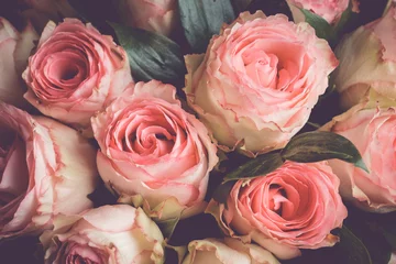 Vlies Fototapete Blumen Beauty roses close up. Shallow depth of field. Toned image.
