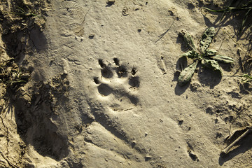 Dog footprint on land
