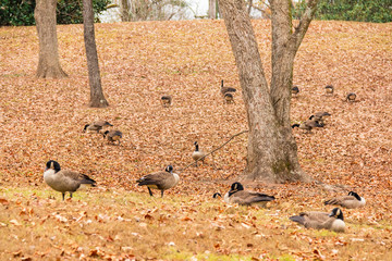 Flock of geese on a glade in the park.