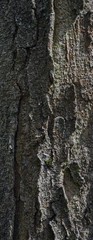 Baum