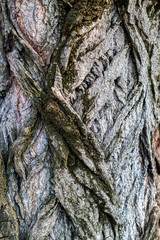 wooden texture background