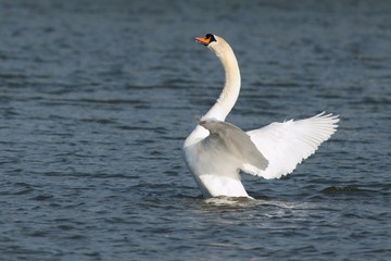 Swan in motion