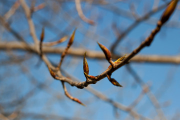 branch with buds