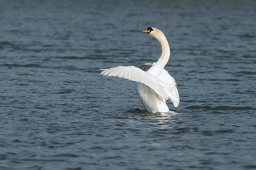 Swan in motion