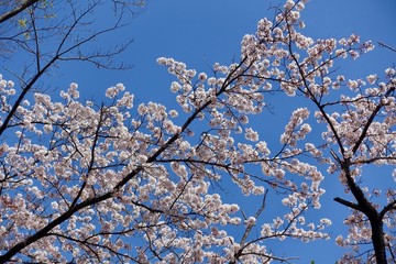 多摩のさくら