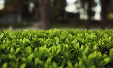 Fresh Green Quickset