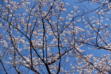 多摩のさくら