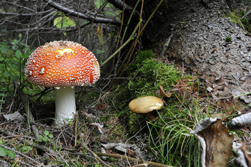 Amanita muscaria