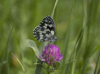 Melanargia galathea