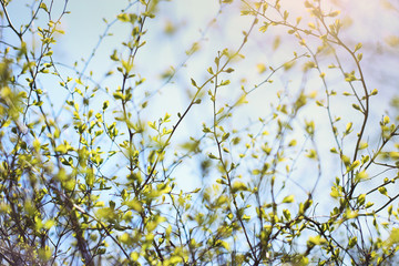 First green leaves in spring. First young  leaves on branches in sunny day.