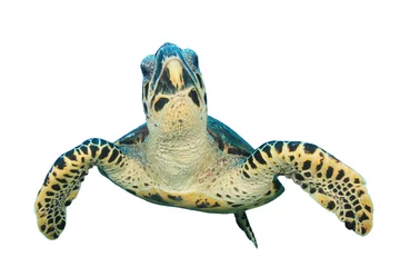 Papier peint adhésif Tortue Tortue de mer isolé sur fond blanc