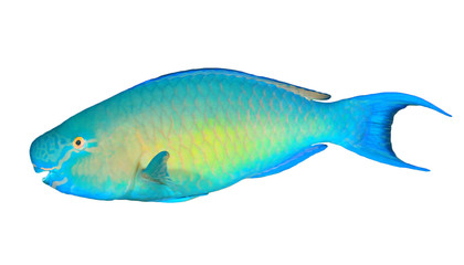 Parrotfish fish isolated on white background