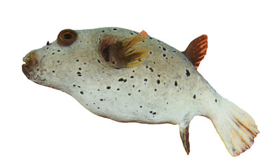 Blackspotted Pufferfish puffer fish isolated on white background © Richard Carey