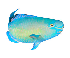 Parrotfish fish isolated on white background