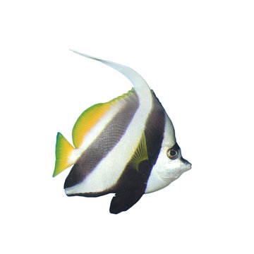 Bannerfish fish isolated on white background