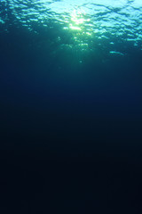 Fototapeta premium Underwater blue ocean background with sunlight 